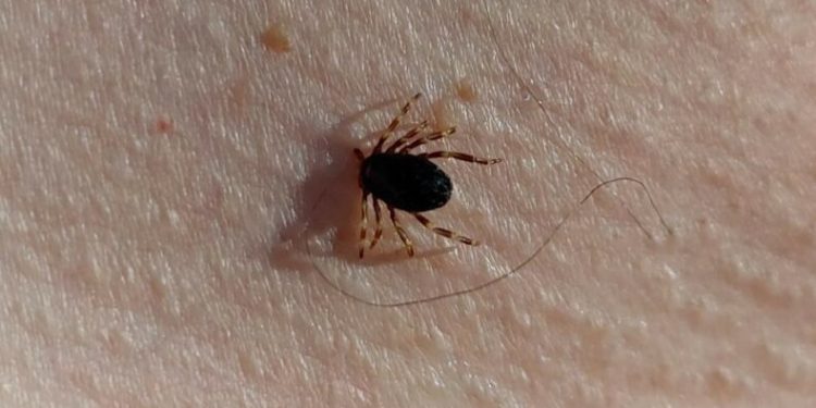 Kene vakaları yükselişte