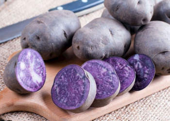 Mor patatesi yaygınlaştırmaya çalışıyor