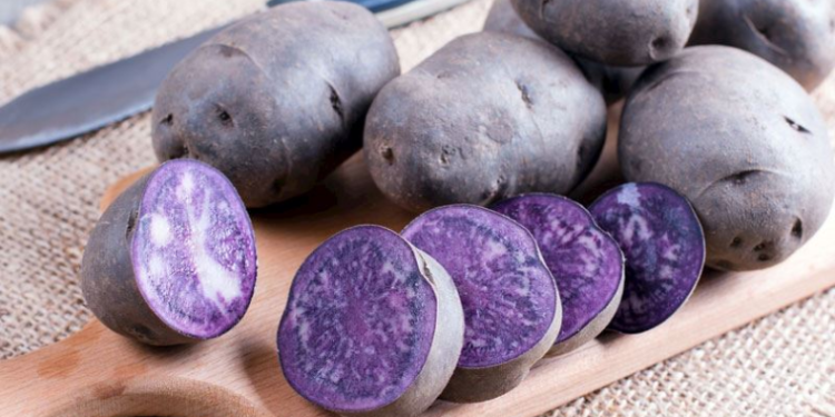 Mor patatesi yaygınlaştırmaya çalışıyor