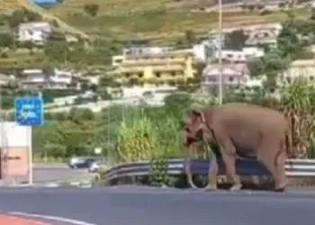 Sirkten kaçan fil otoyola çıktı