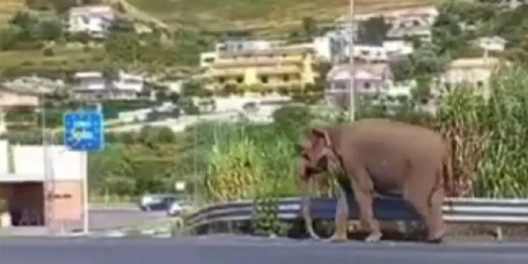 Sirkten kaçan fil otoyola çıktı