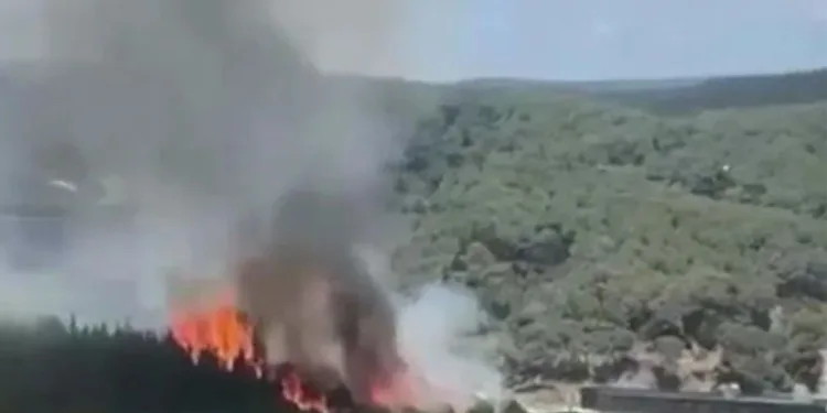 TEM Otoyolu yanında orman yangını