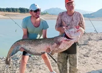 Oltaya 2 metrelik yayın balığı takıldı