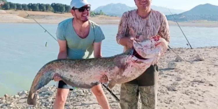 Oltaya 2 metrelik yayın balığı takıldı