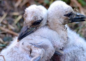 Yavru leylekler ilk kez görüntülendi