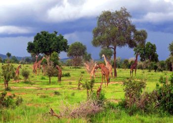 Vahşi yaşamın Milli Parkı