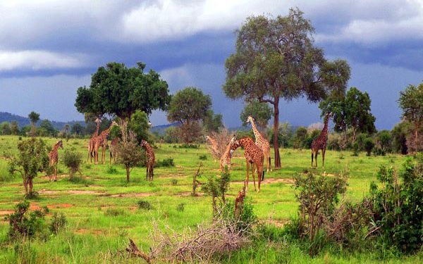 Vahşi yaşamın Milli Parkı