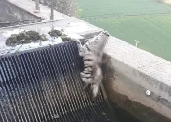 Çizgili sırtlan yıllar sonra görüntülendi