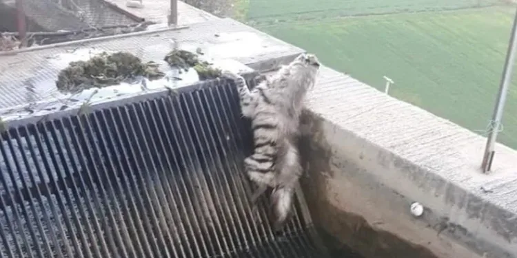 Çizgili sırtlan yıllar sonra görüntülendi