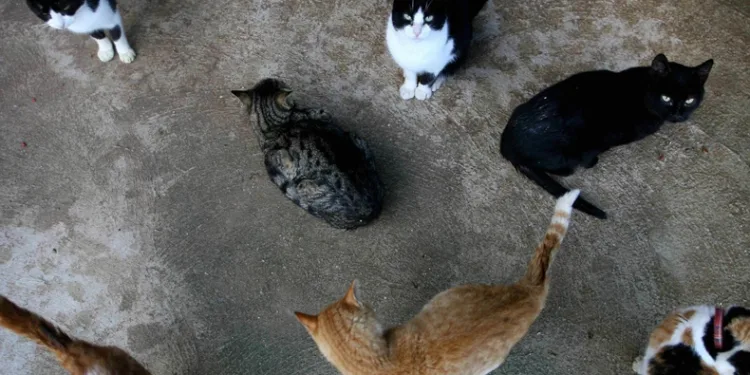 Kedilere asit döken saldırgana ceza