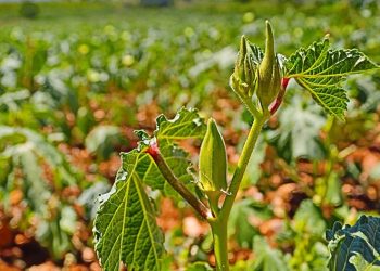 ‘Yeşil altın’da hasat sürüyor