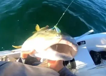 Oltayla boyu kadar balık tuttu