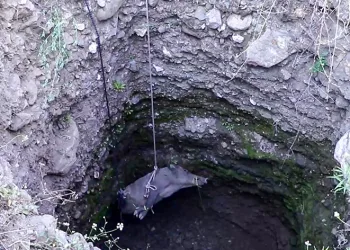 Anne domuz traktör yardımı ile kuyudan çıkarıldı
