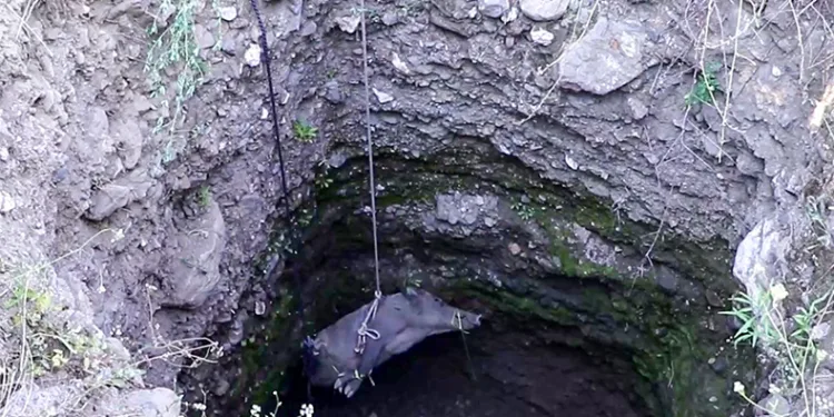 Anne domuz traktör yardımı ile kuyudan çıkarıldı