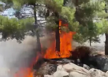 Adıyaman’da orman yangını