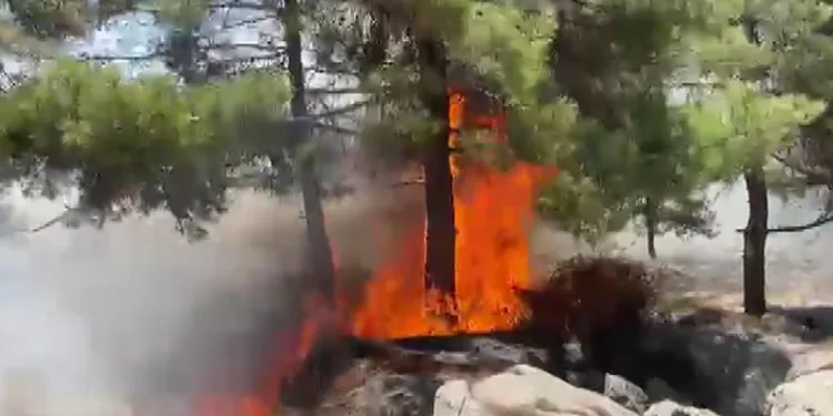 Adıyaman’da orman yangını