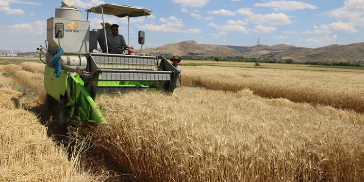Dünya’nın gözü bu tarlada