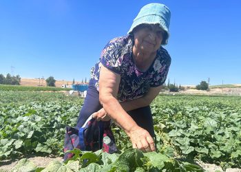 Bu tarlaya gelen istediğini seçer