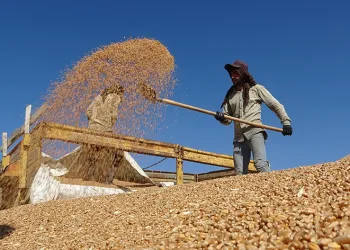 Buğdayda rekor üretim