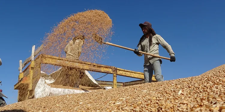 Buğdayda rekor üretim