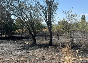 100 adet meyve ağacı ve 50 dönüm arazi yandı