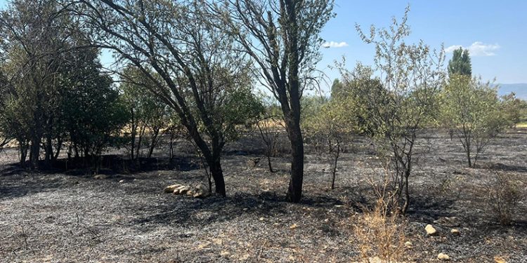 100 adet meyve ağacı ve 50 dönüm arazi yandı