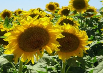 Ayçiçeği hasadına başlandı