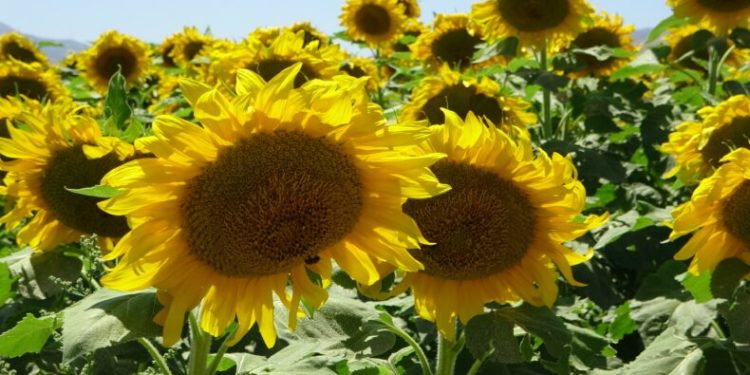 Ayçiçeği hasadına başlandı