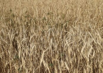 150 ton rekolte bekleniyor