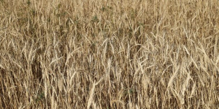 150 ton rekolte bekleniyor