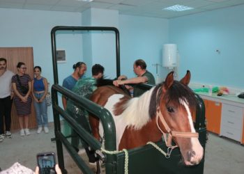 Türkiye’nin ilk tüp tayı dünyaya gelecek