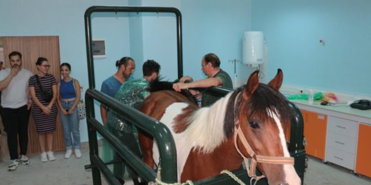 Türkiye’nin ilk tüp tayı dünyaya gelecek