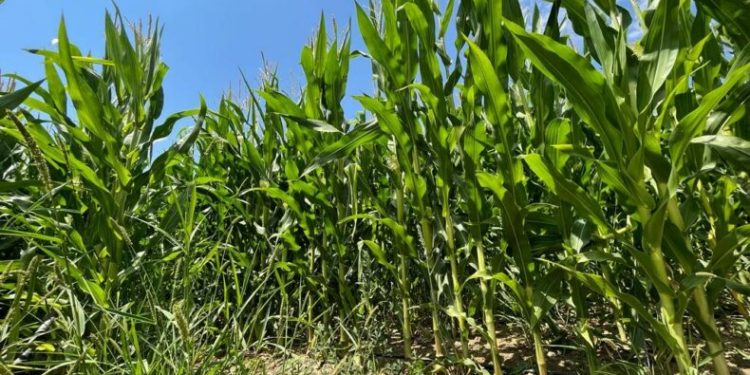 Üreticiler mısır veriminden umutlu