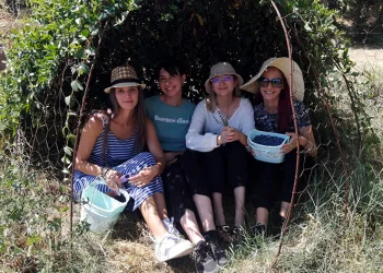 Bursa’da yaban mersini hasadını Romanyalı kızlar yaptı