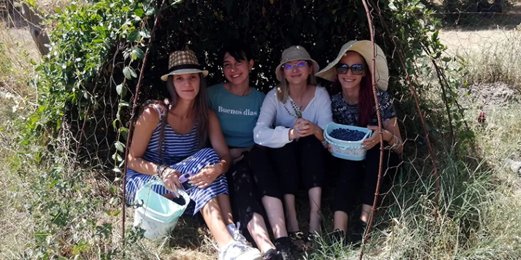 Bursa’da yaban mersini hasadını Romanyalı kızlar yaptı