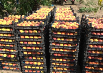 Rekolte düşük ama kalite iyi