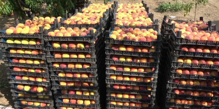 Rekolte düşük ama kalite iyi