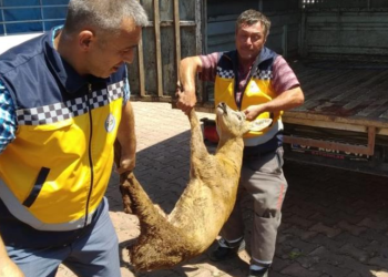 Yaralı karaca tedavi altına alındı