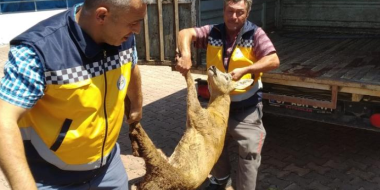 Yaralı karaca tedavi altına alındı