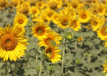 Tarlalar hasat için gün sayıyor