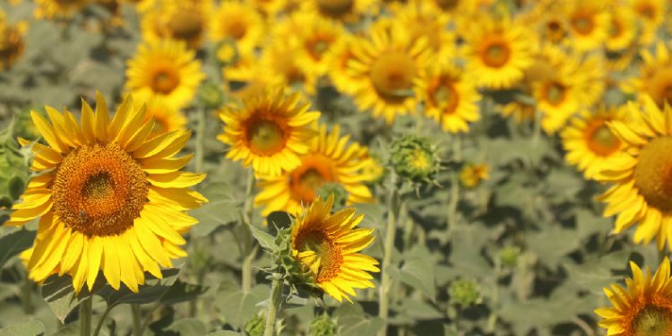 Tarlalar hasat için gün sayıyor