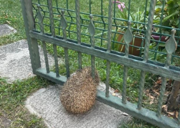 Bahçe kapısına sıkışan kirpi