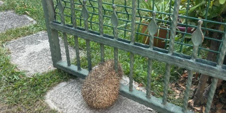 Bahçe kapısına sıkışan kirpi