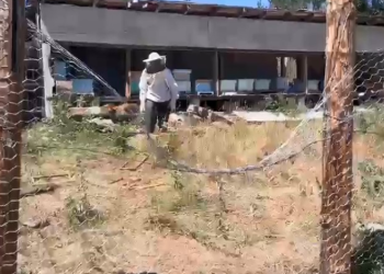 Tel örgüler ayıları durdurmadı