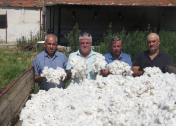 İlk pamuk hasadı yapıldı