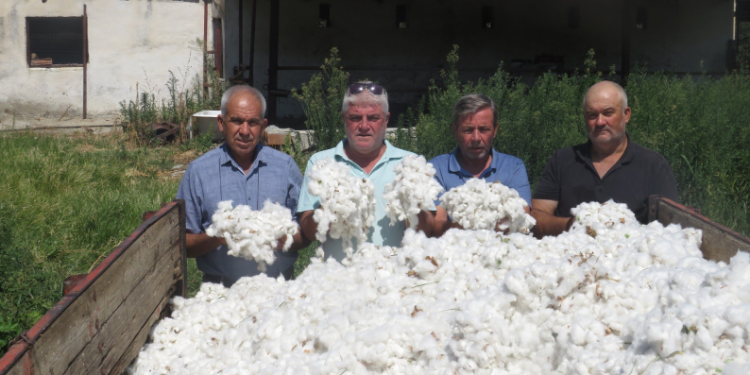İlk pamuk hasadı yapıldı