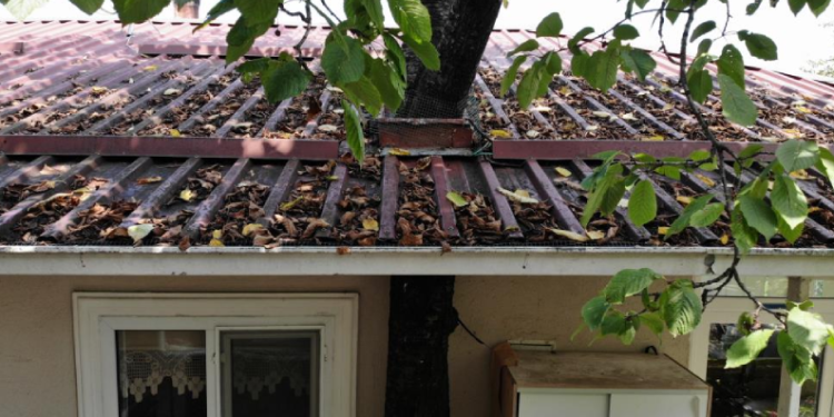 11 yıldır evin balkonundan geçen ağaçla yaşıyor