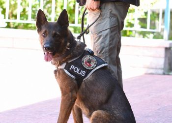 ‘Odin’ uyuşturucu tacirlerine göz açtırmıyor