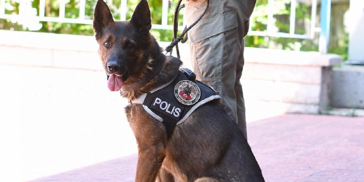 ‘Odin’ uyuşturucu tacirlerine göz açtırmıyor