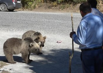 Bitlis’te ayılar kovaladı, vatandaşlar kaçtı
